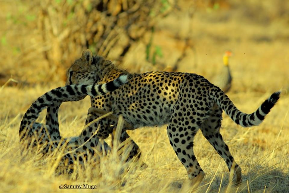Kenia Trekking und im Anschluss Geparden auf Safari im Samburu