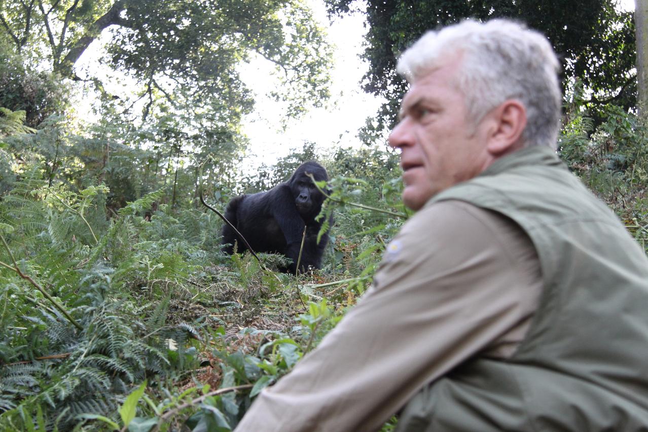Gorilla Tracking - Erlebnis - Uganda Reisen ab der Schweiz